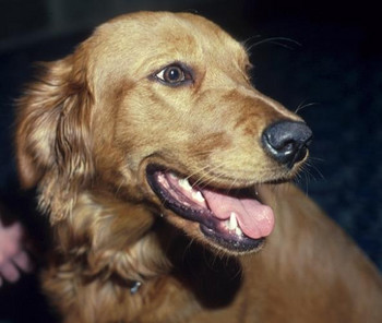 גולדי הכלבה